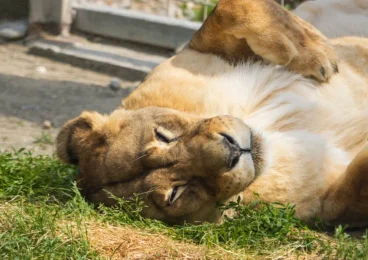 ilie-barna-A39Z-fLr-6Y-unsplash Lion relaxing