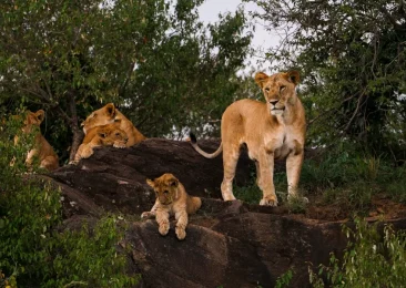 matt-reed-vIV2riNdCAU-unsplash Pride of lions