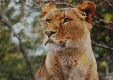 pete-lambert-pZIInE_UPeU-unsplash Lion head